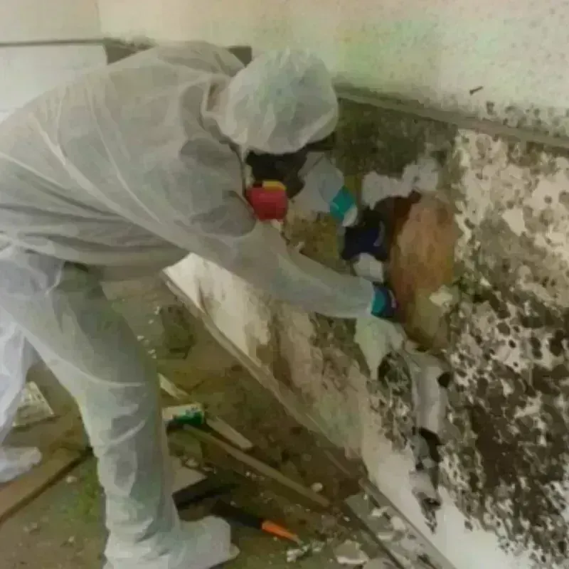 Mold Remediation and Removal in Sicklerville, NJ